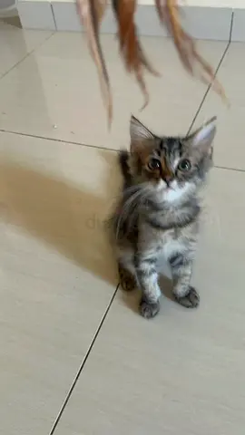 Beautiful British long hair kitten, 3  months, old, eating wet and dry food. litter trained.