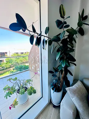 Huge and strong Rubber Plant (Ficus Elastica) in Decorative Pot