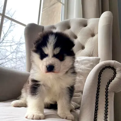 Pomsky Puppies Available