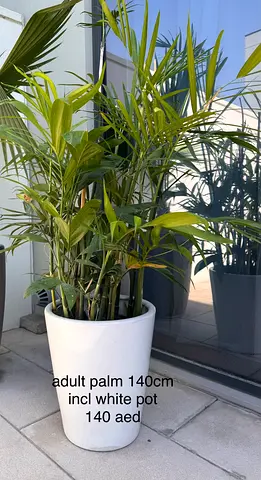 plant