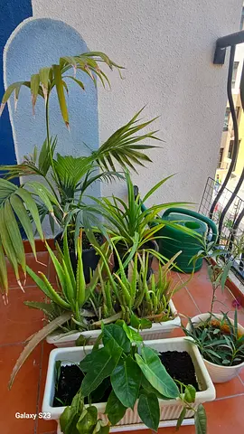 Assorted balcony potted houseplants - aloe, palm and  heart plant.
