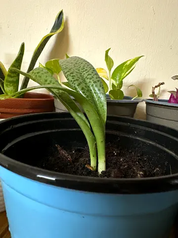 Plants