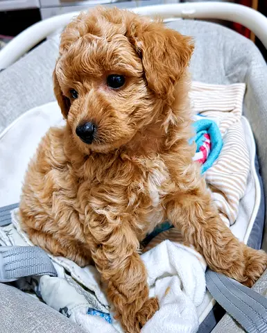 Cute small apricot Cavapoo puppy - ready for a loving home
