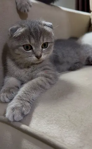 Scottish fold kitten
