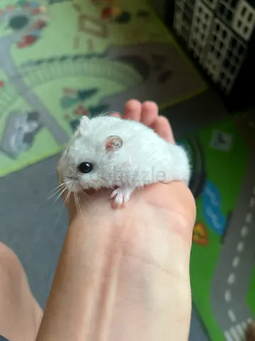 MaleHamster