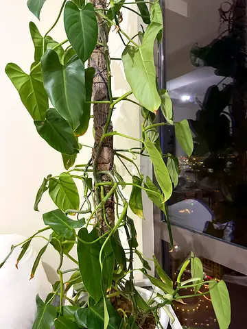 Large indoor climbing philodendron / pothos on moss pole - healthy green foliage