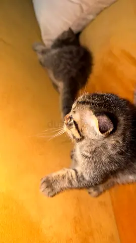 Young tabby kitten, playful and friendly - ready for a new home