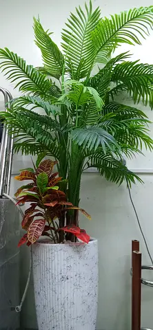 Plants almost new Big Size