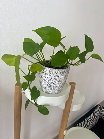 Money plant