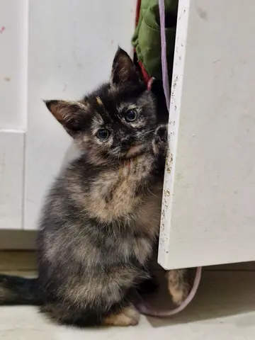 Adorable Kitten for adoption