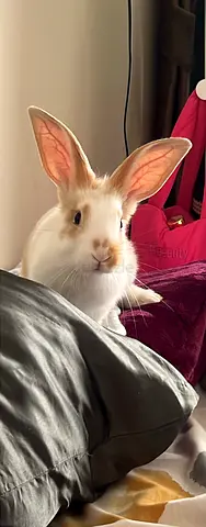 Rabbit for Adoption