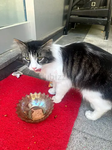 LOOKING FOR A BRITISH SHORT HAIR FEMALE CAT, ATLEAST 3-7 MONTHS OLD!