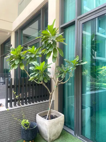 Large potted indoor/outdoor ficus-style plant (set of 2 pots)