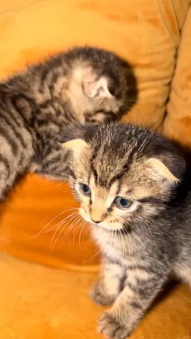 Young tabby kitten, playful and friendly - ready for a new home