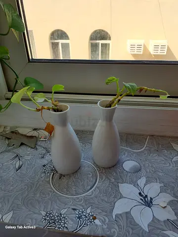 Indoor plants for sale