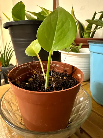 Small pothos