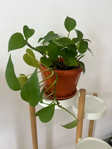 Money plant