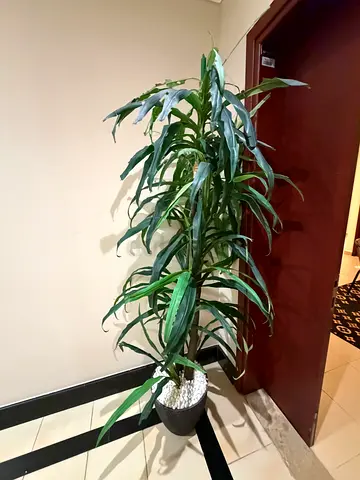 Tall indoor potted artificial/real leafy plant — perfect for corners