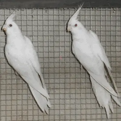 White cocktails breeding  pairs