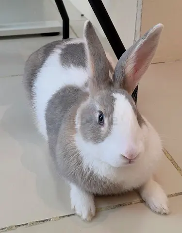 Pet Rabbit for adoption