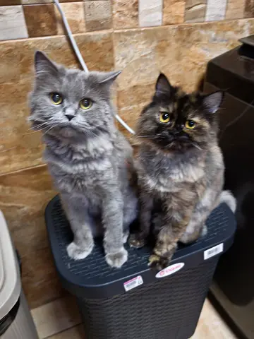 For Free!!! Bonded Pair of Fluffy Long-Haired Cats for Adoption – Loving Homes, male and female.