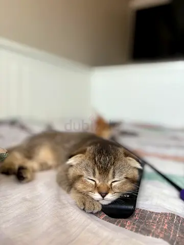 Cute Scottish Fold kitten, friendly and calm