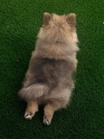 Young Pomeranian puppy — healthy, playful (ready for new home)