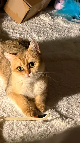 Friendly young cat looking for a new home