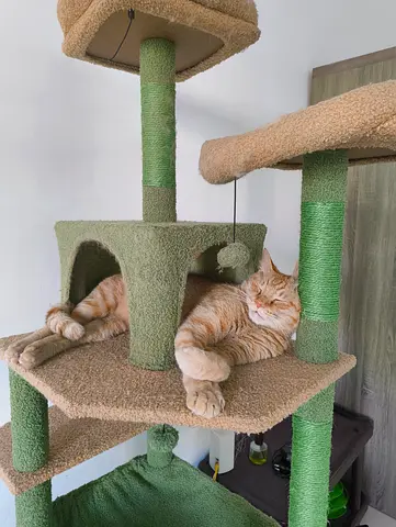 Cat - 5 years old