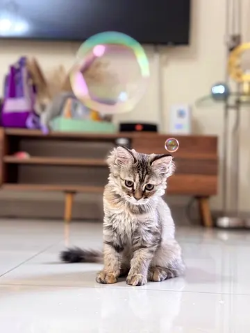 Kitten British shorthair
