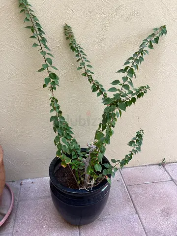 Plant
