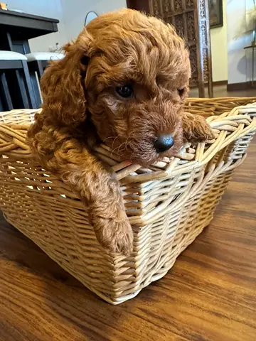 Adorable Red Toy Poodle Puppy — Friendly  Playful