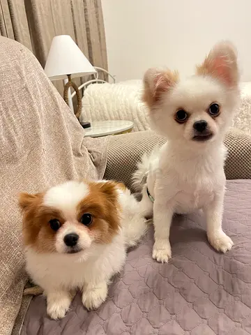 Pets