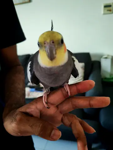Cockatiel pair with cage