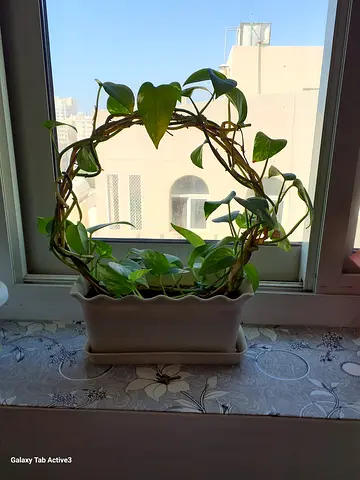 Indoor plants for sale