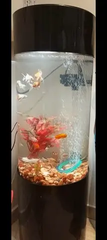 Cylindrical Fish Aquarium with decoratives⚡