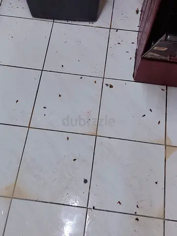 شركة مكافحة حشرات أبوظبي مكافحة القوارض مكافحة النمل الابيض مكافحة الرمه مكافحة الحمام والطيور