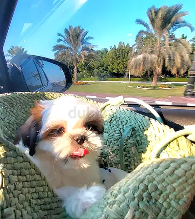 Pure Shihtzu puppies male and female available cute little puppy dog teacup mini size