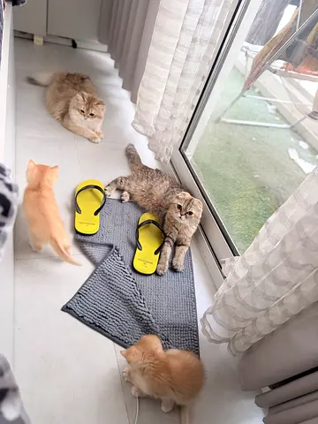 Cats