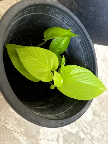 Neon Pothos  + 8inch pot