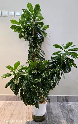 Croton(indoor) in Self watering pot(Hydrophilic)