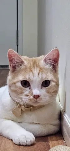 Friendly white and ginger cat available for free adoption