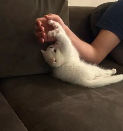 Pets