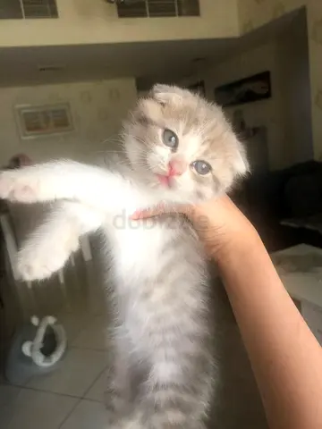 Very beautiful pure female Scottish fold kitten