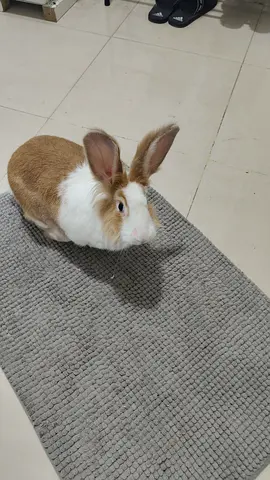 Free for adoption