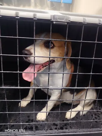 Beagle Dog