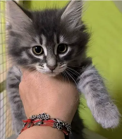 Norwegian kitten
