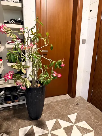 Rubber plant with Big pot