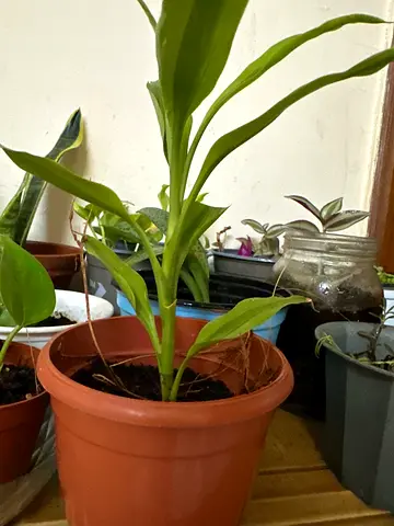 Plants