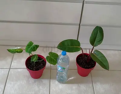 Philodendron red Congo and philodendron gloriusum  100 dhs only Collect at Discovery Gardens